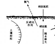 硝態氮肥為什么不宜在水稻田中施用