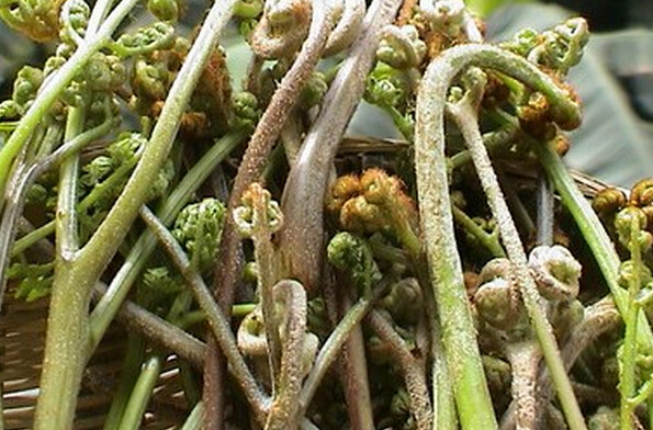 野菜中的蕨菜有營養嗎