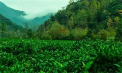 祁門紅茶的產地是哪里？祁門紅茶的沖泡方法