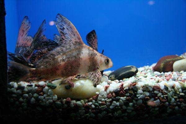 養魚技術