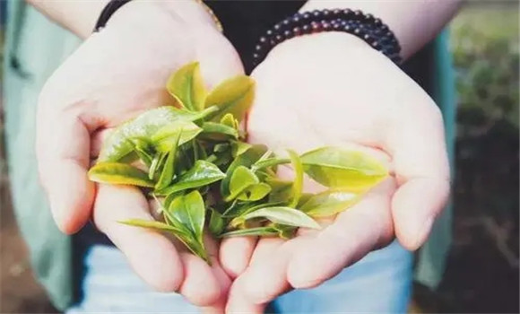 茶葉的耐泡程度與葉片嫩度有關