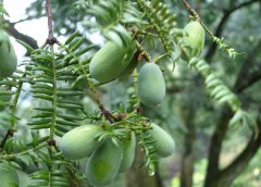 香榧種植技術