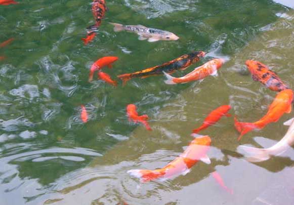 觀賞魚飼養方法