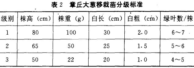 大蔥育苗技術