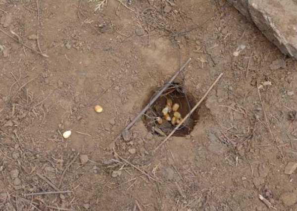 野雞飼養管理方法