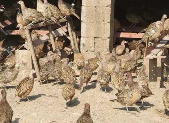 山雞養殖