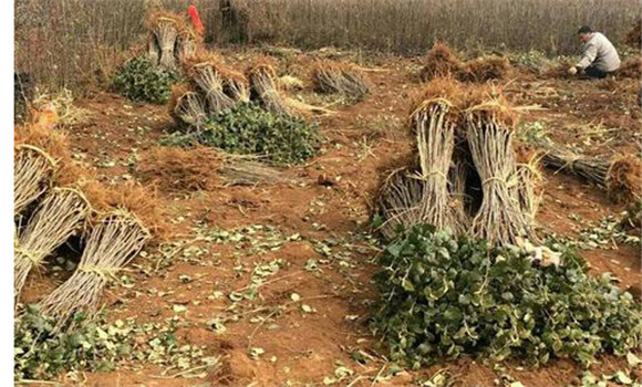 種植板栗樹要翻耕林地