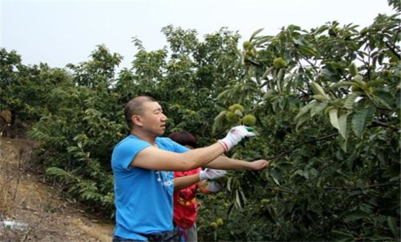 板栗密植園每畝定植多少棵