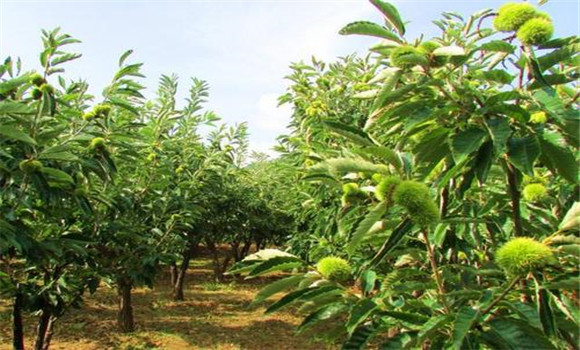 板栗密植技術要點