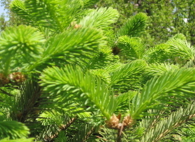 茶葉種植技術