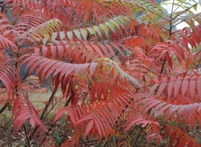 茶葉種植技術