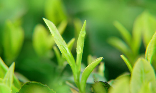 茶樹栽培技術