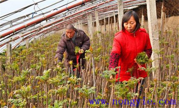 香椿大棚種植技術要點