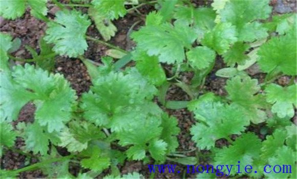 香菜灰霉病的發生特點