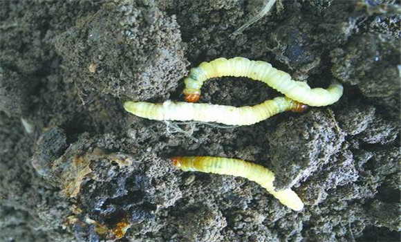 冬蟲夏草種植技術與方法步驟