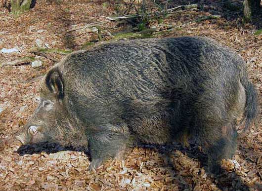 野豬飼養管理方法