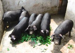 怎樣飼養黑豬？黑豬養殖技術要點介紹