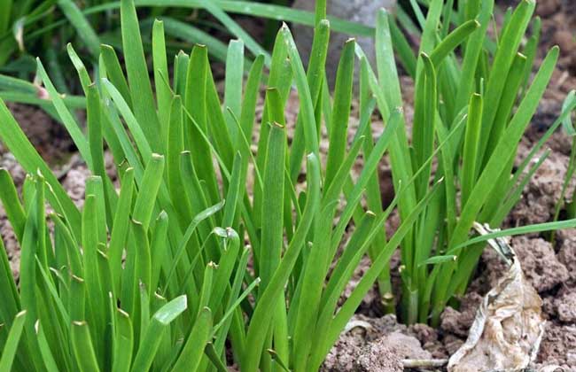 韭菜種植技術