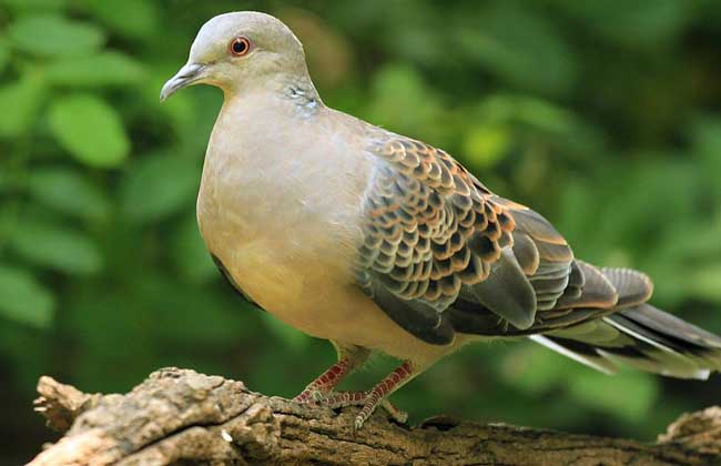 斑鳩飼養方法