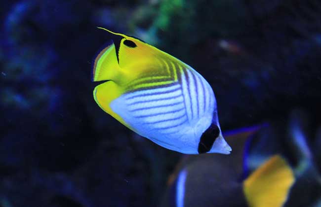 觀賞魚飼養管理技術