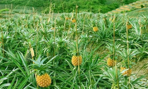 鳳梨的種植時間