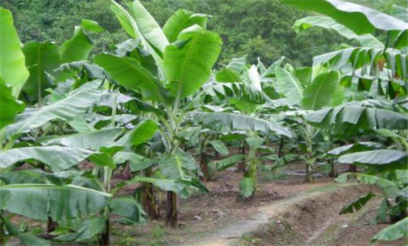 香蕉的定植技術要點