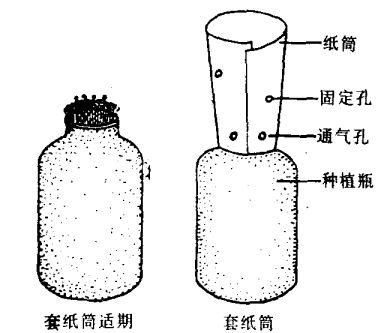 高粱種植技術