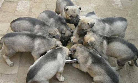 青年狗的飼料配方