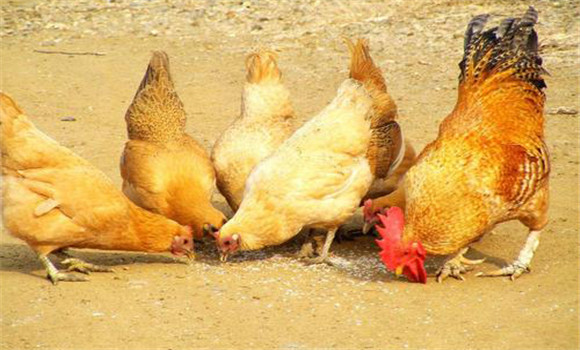 土雞飼養技術要點