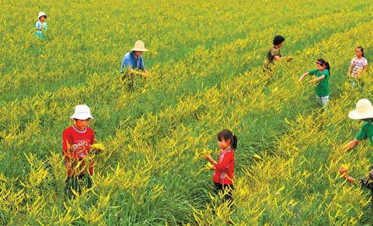 黃花菜高產栽培技術