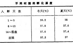 烏骨雞電孵機孵化法