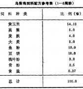 怎樣飼養商品烏骨雞？