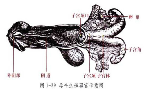 母牛的生殖結構圖