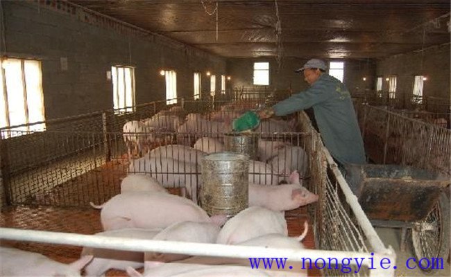 豬飼料的營養構成