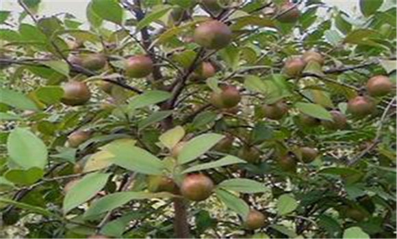 油茶高產栽培