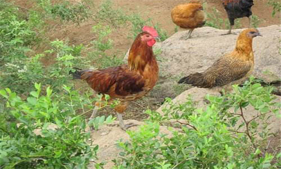 種雞的飼養