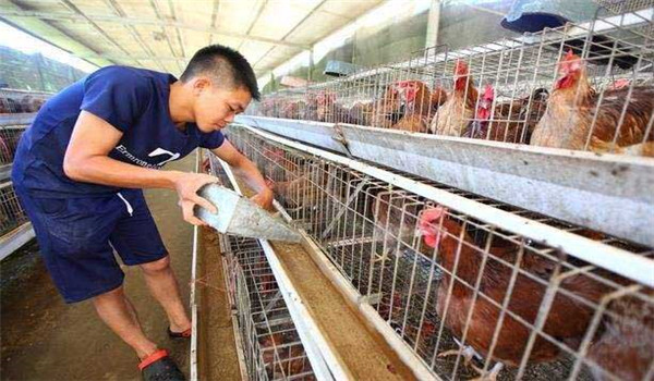 蛋雞夏季飼養管理