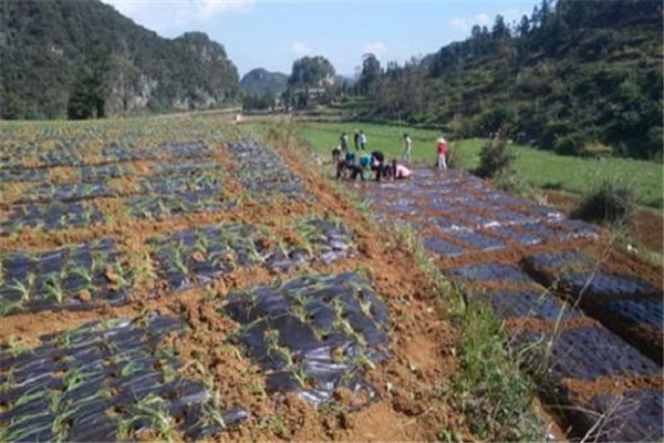 細香蔥種植如何整地施肥