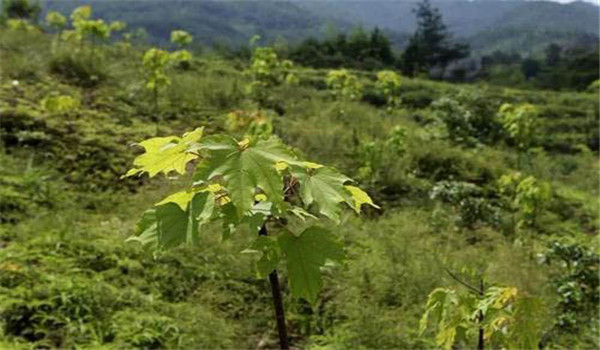 油桐具體種植方法