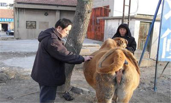 牛子宮內膜炎治療要點