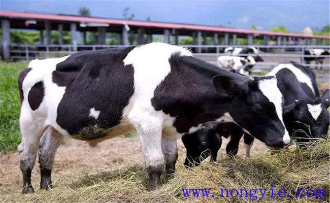 如何加強飼養與管理促進奶牛穩產高產