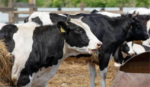 泌乳中期的飼養管理