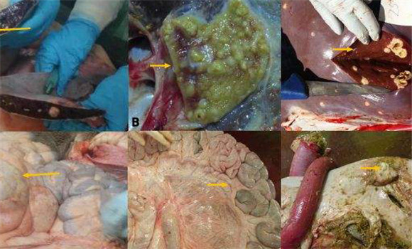 牛結核病的剖檢