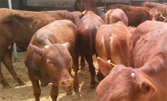 肉牛同期發情繁殖技術