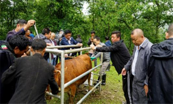 肉牛胚胎移植繁殖技術