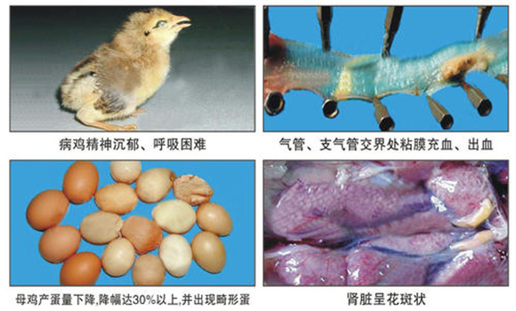 雞傳染性支氣管炎的癥狀表現