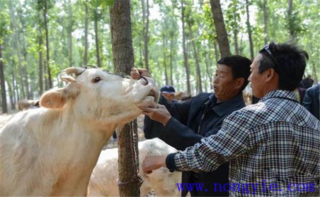 怎么判斷牛的年齡