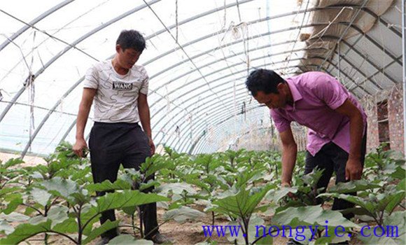 茄子栽培技術與管理要點