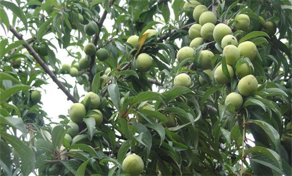 李子種植管理技術