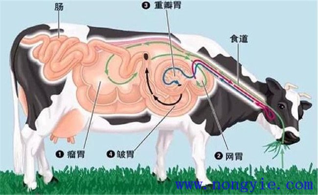 牛食道阻塞的發病原因